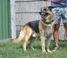 RODY, Hund, Mischlingshund in Ungarn - Bild 5
