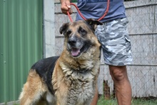 RODY, Hund, Mischlingshund in Ungarn - Bild 6