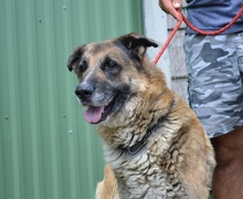 RODY, Hund, Mischlingshund in Ungarn - Bild 7