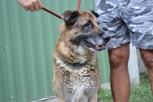 RODY, Hund, Mischlingshund in Ungarn - Bild 8