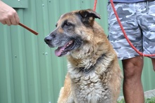 RODY, Hund, Mischlingshund in Ungarn - Bild 9