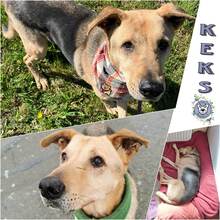 KEKS, Hund, Deutscher Schäferhund-Mix in Ribnitz-Damgarten - Bild 1