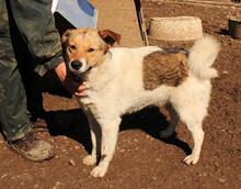 LEMUR, Hund, Mischlingshund in Rumänien - Bild 1