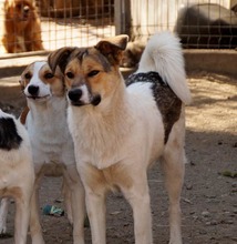 LEMUR, Hund, Mischlingshund in Rumänien - Bild 2