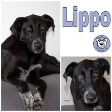 LIPPO, Hund, Mischlingshund in Lonnig - Bild 1