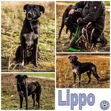 LIPPO, Hund, Mischlingshund in Lonnig - Bild 3