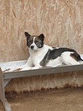 TAKUMI, Hund, Mischlingshund in Rumänien - Bild 2