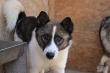 TAKUMI, Hund, Mischlingshund in Rumänien - Bild 3