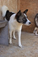TAKUMI, Hund, Mischlingshund in Rumänien - Bild 4