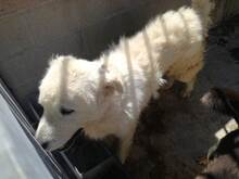 ALFI, Hund, Maremma Abruzzenhund in Italien - Bild 10