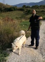 ALFI, Hund, Maremma Abruzzenhund in Italien - Bild 13