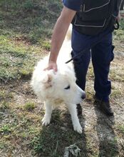 ALFI, Hund, Maremma Abruzzenhund in Italien - Bild 14