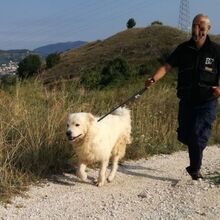 ALFI, Hund, Maremma Abruzzenhund in Italien - Bild 3