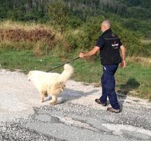 ALFI, Hund, Maremma Abruzzenhund in Italien - Bild 4