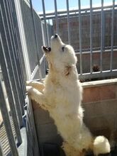 ALFI, Hund, Maremma Abruzzenhund in Italien - Bild 6