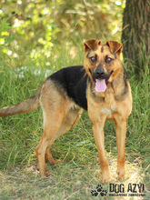 GINA, Hund, Deutscher Schäferhund-Mix in Slowakische Republik - Bild 3