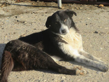 MARIELLA, Hund, Mischlingshund in Lengerich - Bild 8