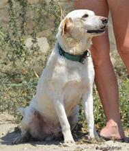 YT, Hund, Mischlingshund in Spanien - Bild 6