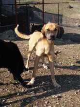 PAUL, Hund, Mischlingshund in Türkei - Bild 2