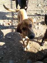 PAUL, Hund, Mischlingshund in Türkei - Bild 3
