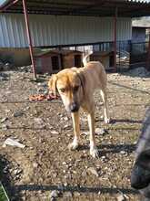 PAUL, Hund, Mischlingshund in Türkei - Bild 5