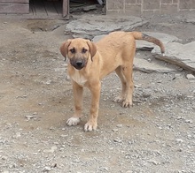 PAUL, Hund, Mischlingshund in Türkei - Bild 7