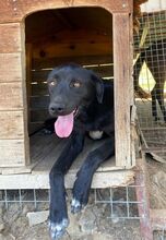RIO, Hund, Mischlingshund in Türkei - Bild 3