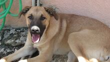 MATZE, Hund, Mischlingshund in Türkei - Bild 10