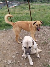 MATZE, Hund, Mischlingshund in Türkei - Bild 2