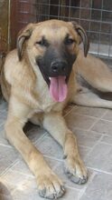 MATZE, Hund, Mischlingshund in Türkei - Bild 3