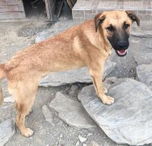 MATZE, Hund, Mischlingshund in Türkei - Bild 6
