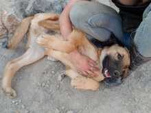 MATZE, Hund, Mischlingshund in Türkei - Bild 8