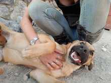 MATZE, Hund, Mischlingshund in Türkei - Bild 9
