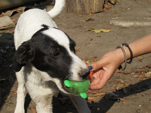 DOT, Hund, Mischlingshund in Rumänien - Bild 11