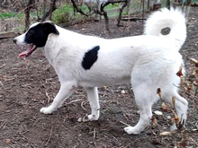 DOT, Hund, Mischlingshund in Rumänien - Bild 3