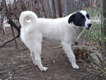 DOT, Hund, Mischlingshund in Rumänien - Bild 4