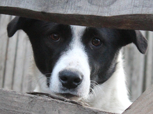 DOT, Hund, Mischlingshund in Rumänien - Bild 5