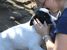 DOT, Hund, Mischlingshund in Rumänien - Bild 6