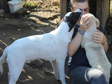 DOT, Hund, Mischlingshund in Rumänien - Bild 7