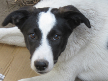 DOT, Hund, Mischlingshund in Rumänien - Bild 8