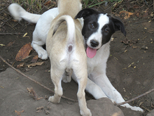 DOT, Hund, Mischlingshund in Rumänien - Bild 9