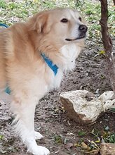 BIGBOSS, Hund, Mischlingshund in Rumänien - Bild 10