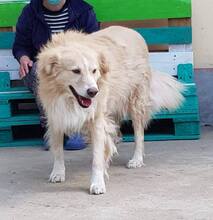 BIGBOSS, Hund, Mischlingshund in Rumänien - Bild 11