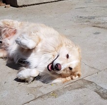 BIGBOSS, Hund, Mischlingshund in Rumänien - Bild 12