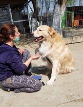 BIGBOSS, Hund, Mischlingshund in Rumänien - Bild 13