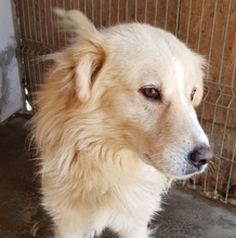 BIGBOSS, Hund, Mischlingshund in Rumänien - Bild 4