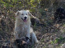 BIGBOSS, Hund, Mischlingshund in Rumänien - Bild 6