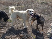 BIGBOSS, Hund, Mischlingshund in Rumänien - Bild 7