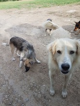 BIGBOSS, Hund, Mischlingshund in Rumänien - Bild 8