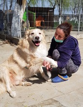 BIGBOSS, Hund, Mischlingshund in Rumänien - Bild 9